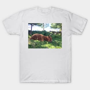 Scottish Highland Cattle Cow 1490 T-Shirt